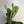 Opuntia Prickly Pear Cactus