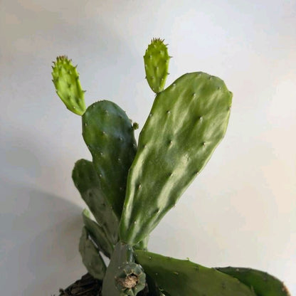Opuntia prickly pear Cactus 6" pot