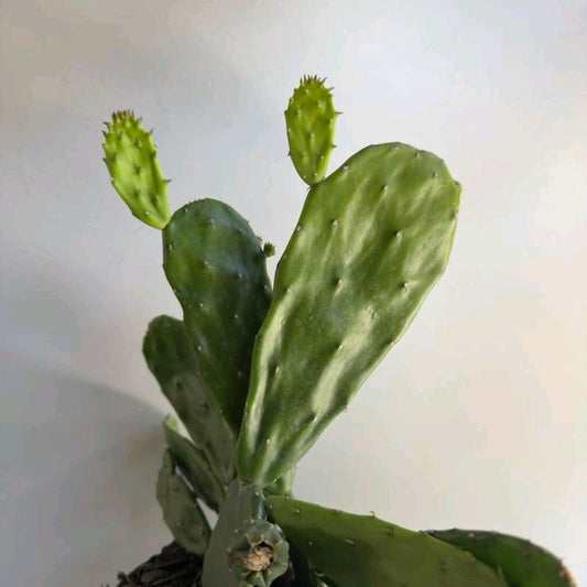 Opuntia prickly pear Cactus 6" pot