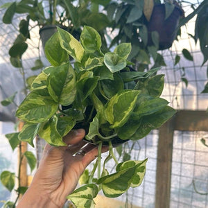 Pothos Lemon Meringue