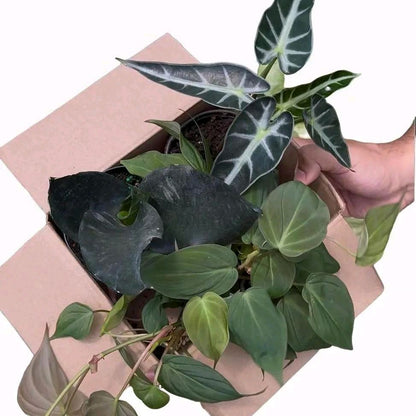 Spooky Plant Bundle Mystery Box - Three spooky Plants in 4-Inch Pots