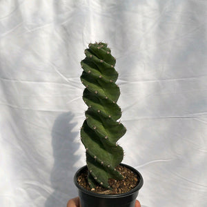 Spiralis Spiral Cactus