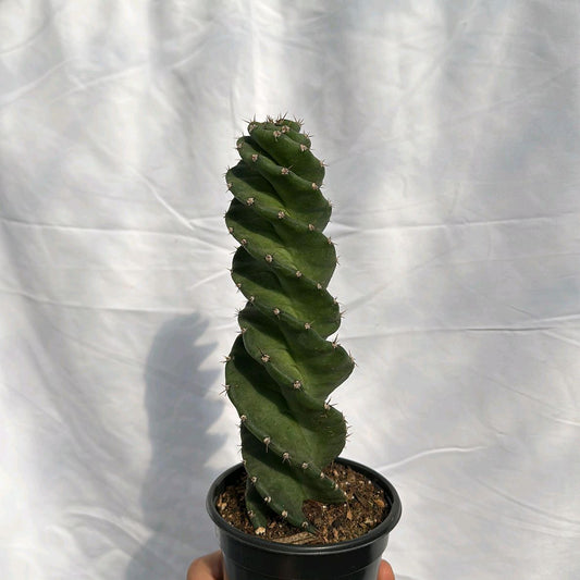 Cactus Spiral 4"