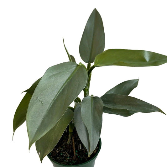 Silver sword philodendron