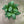 Coffee Plant Arabica