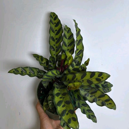 Calathea Lancifolia 6" pot Pet-Friendly