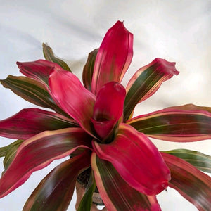 Neoregelia 'Serendipity'