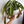 Nepenthes Alata