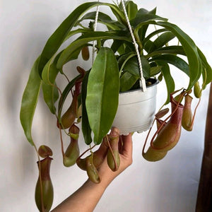 Nepenthes Alata