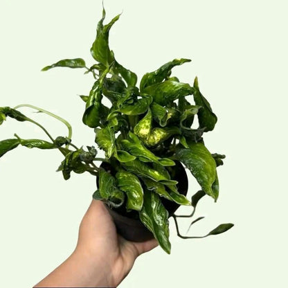 Pothos lovers Bundle box - 3 Pothos Plants in 4"