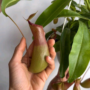 Nepenthes Alata