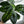 Alocasia Baginda 'Dragon Scale'
