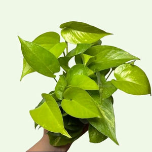 Pothos Mystery Bundle Box - 3 Pothos Plants