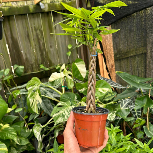 Money Tree Braid Plant 4"