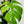Monstera Amydrium Silver (Spiderman Monstera)