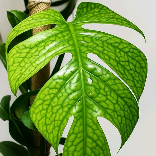 Monstera Amydrium Silver (Spiderman monstera) 4" Pot