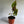 Cytrosperma Johnsoni