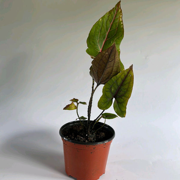 Cytrosperma Johnsoni