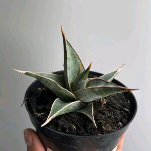 Sansevieria Pinguicula
