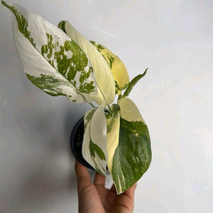 Variegated Monstera Lechleriana