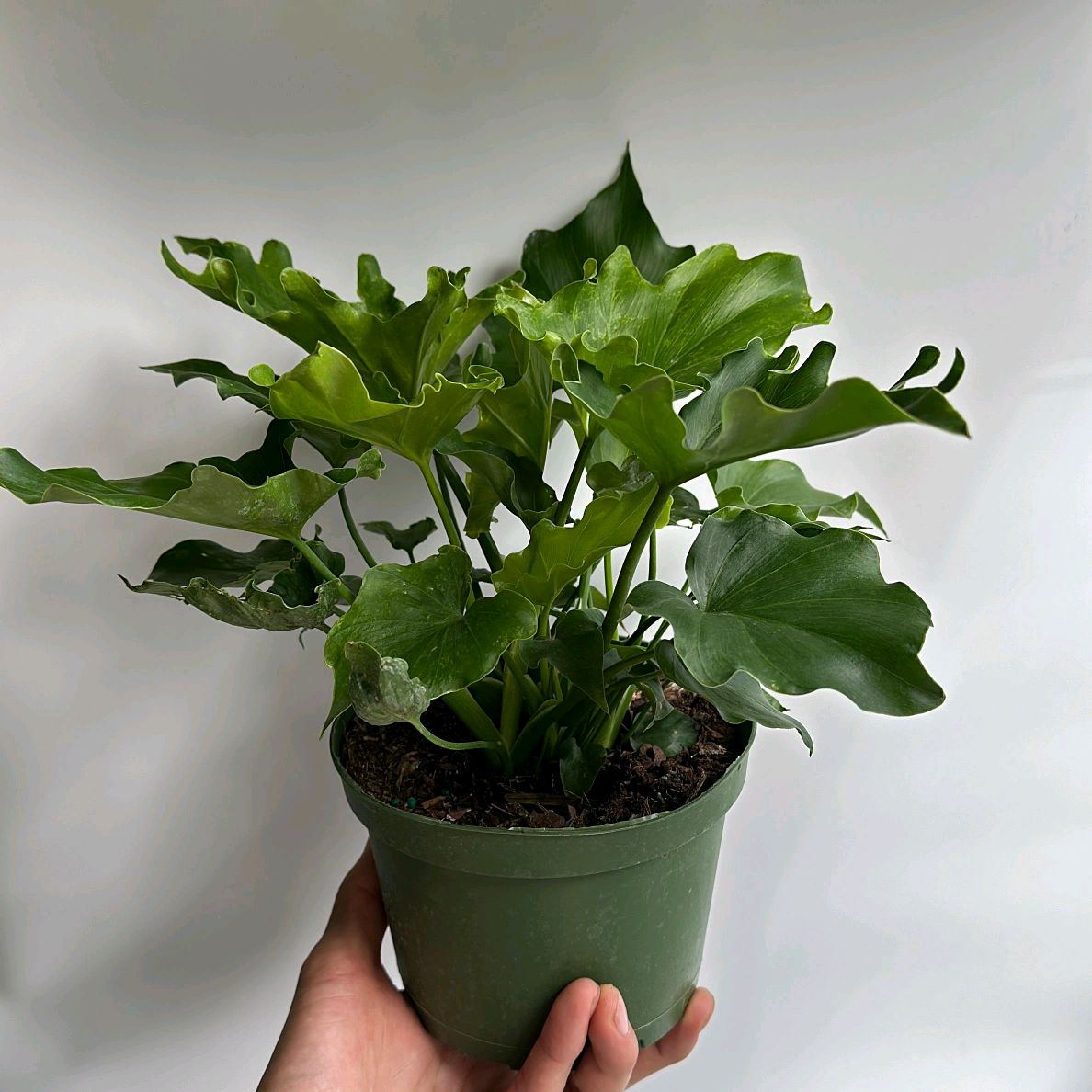 Philodendron Lickety Split 6" Pot