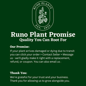 Syngonium Mystery Bundle Box - 3 Syngonium Plants