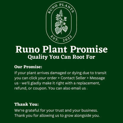 Syngonium Bundle Box - 3 Easy-to-Care-for Syngoniums in 4" Pots