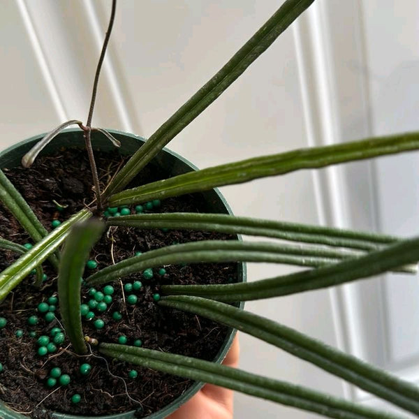 Hoya Insularis