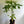 Braided Money Tree