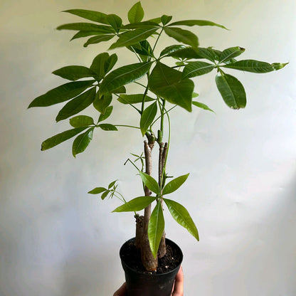 Money Tree Braid Plant 4"