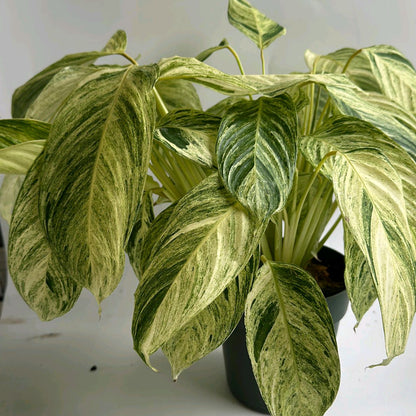 Stromanthe Sp Charlie 6"