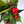 Anthurium Red Heart