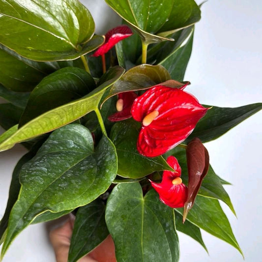 Anthurium Red heart 6"