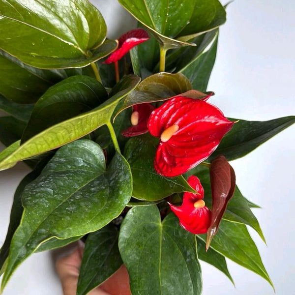 Anthurium Red Heart