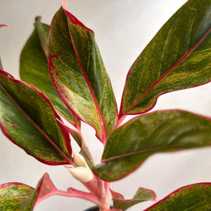 Aglaonema 'Siam Aurora'