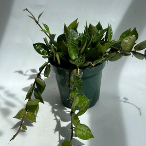 Hoya Krohniana 'Silver Splash'