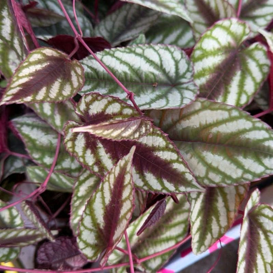 Cissus Discolor 2”