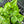 Pothos Lemon Meringue