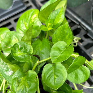 Pothos Lemon Meringue