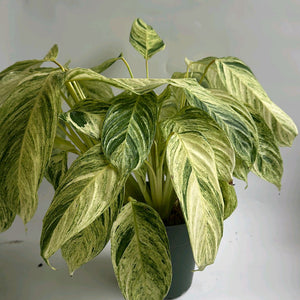 Stromanthe 'Charlie'