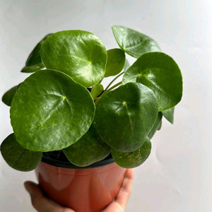 Chinese Money Tree (UFO Plant)