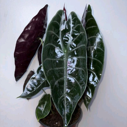 Alocasia Sedenii Hybrid Pink Stems Cuprea x Lowii 6"