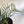 Philodendron Tortum