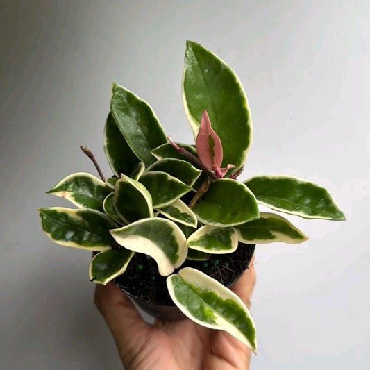 Hoya Krimson queen 4" pot - Rare Variegated Plant for Indoor or Outdoor Gardening