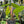 Philodendron Red Emerald
