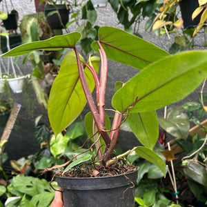 Philodendron Red Emerald 6” pot