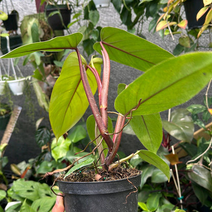 Philodendron Red emerald 6"