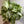 Syngonium Moonshine