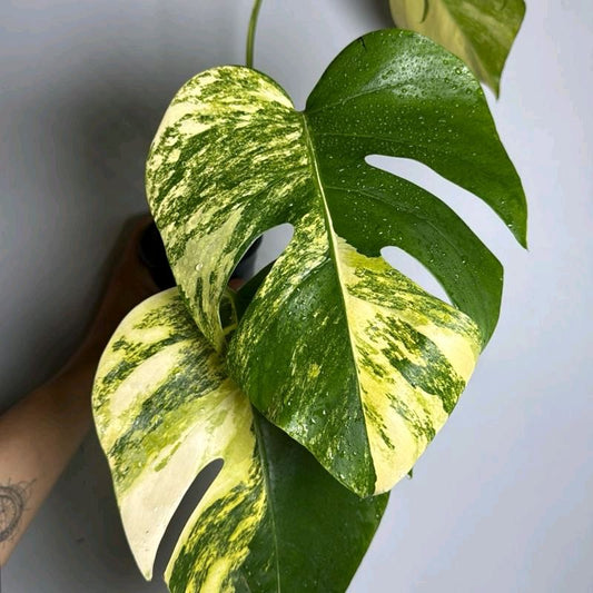 Rare Variegated Monstera Aurea Collectors Plant -