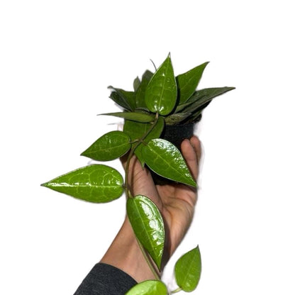 Hoya lovers Bundle Mystery Box - Three Hoya Plants in 4-Inch Pots